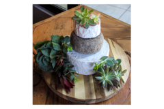 cheese-wheel-cake-with-succulants-2_2